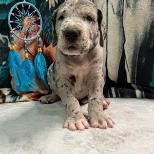 Meet your Posher, Essie